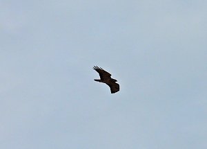 Rotmilane