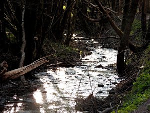 Unterwegs im Brandesbachtal