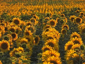 Sonnenblumen ohne Ende