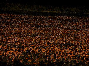Sonnenblumen ohne Ende