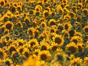 Sonnenblumen ohne Ende