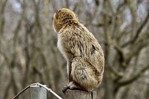 Besuch im Affenpark Strau&szlig;berg