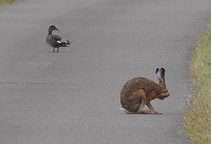 Tierische Schnappsch&uuml;sse rund um den Stausee Kelbra