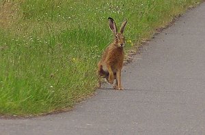 Tierische Schnappsch&uuml;sse rund um den Stausee Kelbra