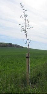 Entwendeten Baum 