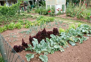 Sonnenblumenfest