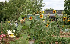 Sonnenblumenfest