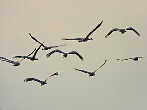 Kraniche am Stausee Kelbra