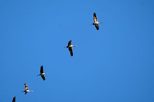 Kranichrast und Menschenauflauf