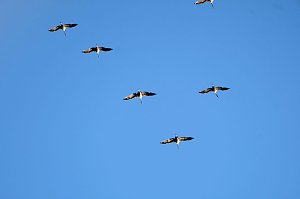 Kranichrast und Menschenauflauf