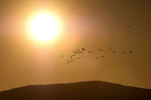 Kranichrast und Menschenauflauf