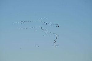 Kranichrast und Menschenauflauf