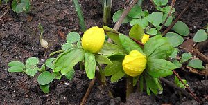 Erste Frühlingsboten in Kelbra