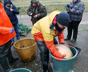 Fische umgesetzt