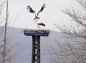 Wieder