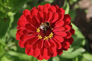 Es summt und brummt im Garten