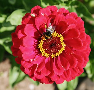 Es summt und brummt im Garten