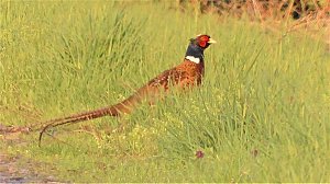 Fasan und Storch