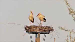 Fasan und Storch