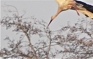 Fasan und Storch
