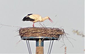 Fasan und Storch