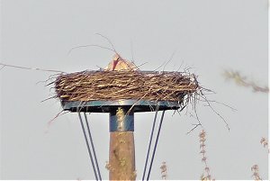 Fasan und Storch