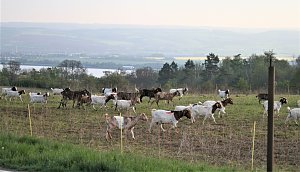 Schnappsch&uuml;sse aus der Goldenen Aue