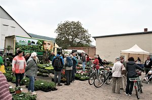 Bauernmarkt in Kelbra