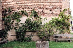Peter Blei unterwegs im Kloster G&ouml;llingen