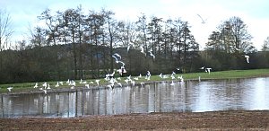 Wasser auf den Feldern der Goldenen Aue