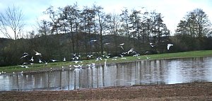 Wasser auf den Feldern der Goldenen Aue