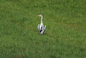 Flora und Fauna am Stausee Kelbra