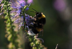 Unterwegs in Wald und Wiese