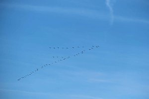 Vogelparadies am Stausee Kelbra