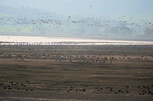 Vogelparadies am Stausee Kelbra