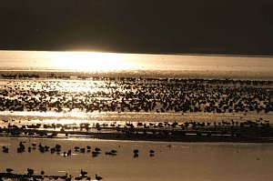 Vogelparadies am Stausee Kelbra