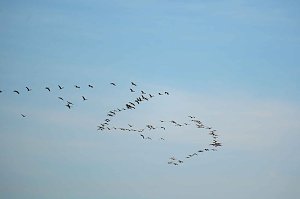 Vogelparadies am Stausee Kelbra
