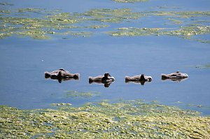 Peter Blei unterwegs am Stausee Kelbra 