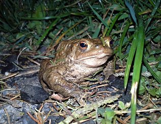 Bild: Erdkr&ouml;ten und andere Amphibien sind wieder auf Wanderschaft