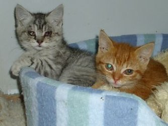 Warten auf neues Zuhause (Foto: privat)