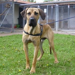 Lennox (Foto: C. Knust)