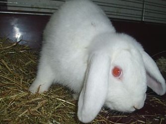 Hermann (Foto: Tierheim)