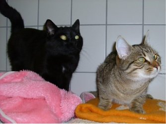 Graf und Gr&auml;fin (Foto: C. Knust)