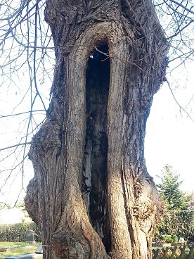 Bild: Offen f&uuml;r gute Ideen. Aber kein Fall f&uuml;r den Ofen. Der Baum erbl&uuml;ht und gr&uuml;nt und spendet Sauerstoff in jedem Jahr von Neuem.