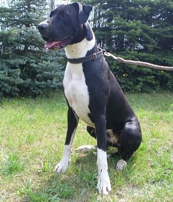 Luna (Foto: C. Knust)