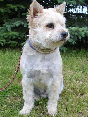 Wuschel (Foto: C. Knust)