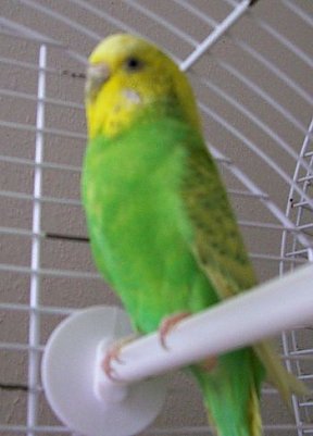 M&uuml;cke (Foto: Knust)