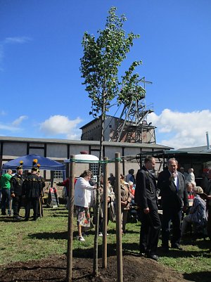 Die Winterlinde ist Baum des Jahres 2016. Eine Linde ist auch im Wappen der Gemeinde Helbra abgebildet. (Foto: Bj&ouml;rn Pazak)