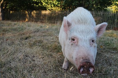 Greenpeace: Mehrheit will Kennzeichnungspflicht bei Fleisch (Foto: Angelo Glashagel)