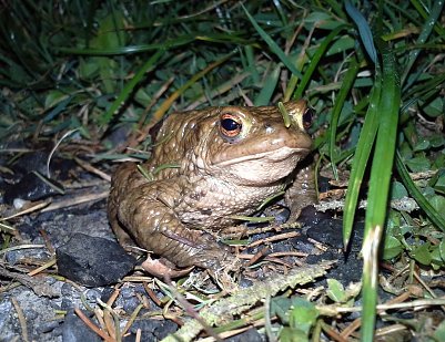 Erdkr&ouml;ten und andere Amphibien sind wieder auf Wanderschaft (Foto: Deutscher Tierschutzbund e.V.)